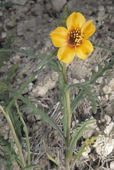 mentzelia pectinata 3 graphic